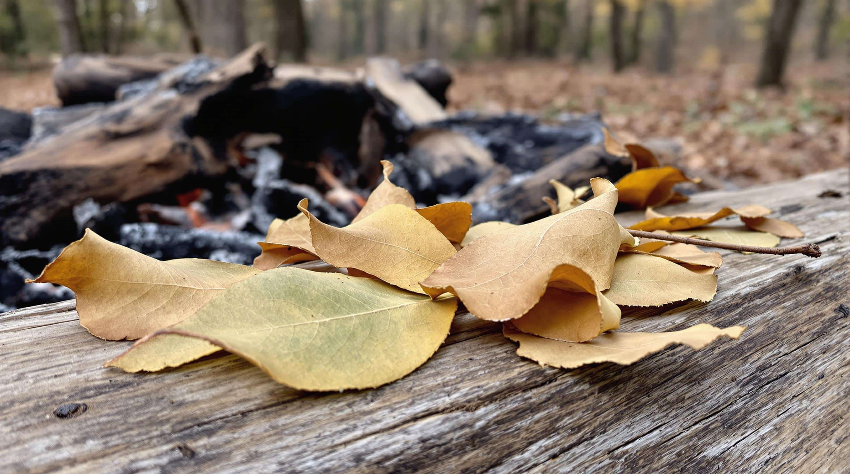 d&eacute;couvrez comment utiliser des feuilles de laurier pour &eacute;loigner efficacement les souris et les rats de votre maison. suivez nos m&eacute;thodes et conseils pratiques pour un environnement sain et serein.