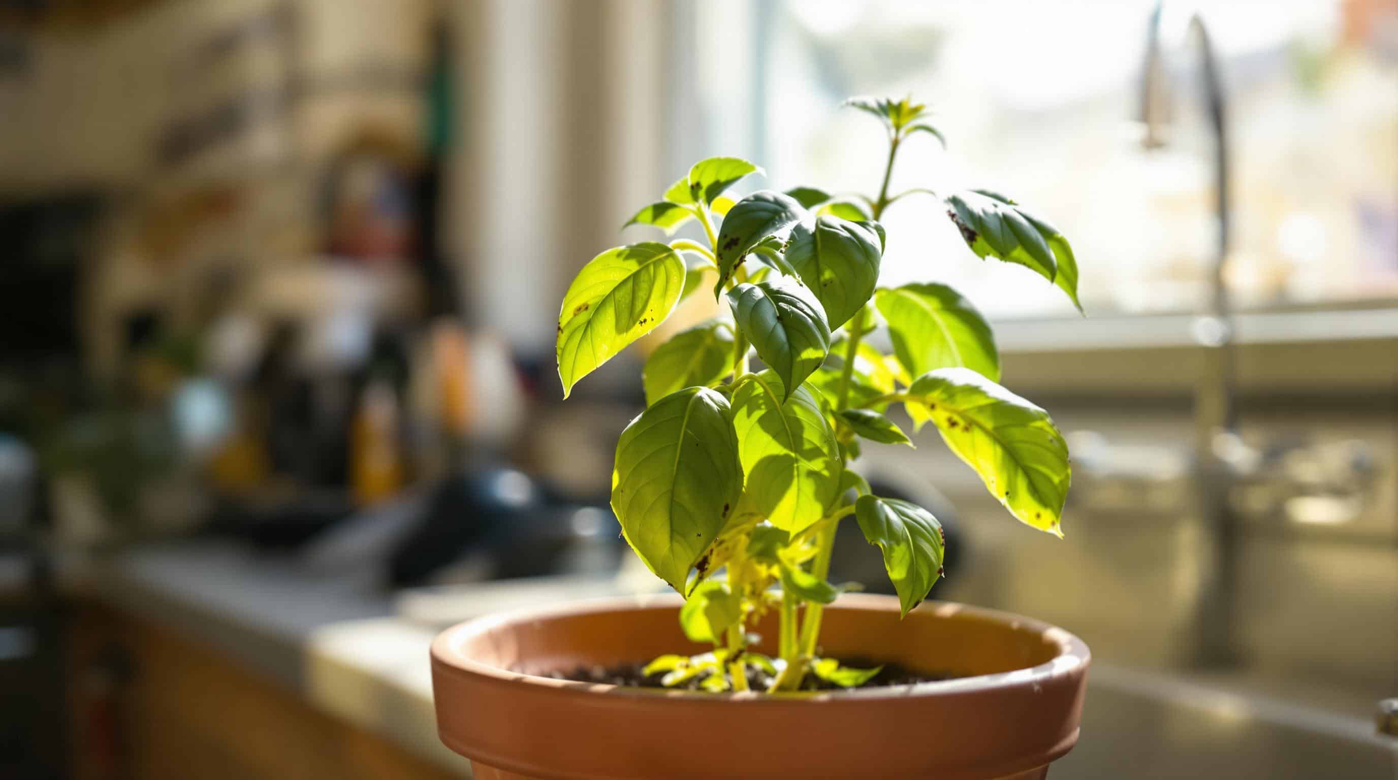 &eacute;vitez les erreurs fr&eacute;quentes qui mettent en p&eacute;ril la sant&eacute; de votre basilic en pot. d&eacute;couvrez nos conseils pour garantir sa long&eacute;vit&eacute; et profiter d'un herbier luxuriant et parfum&eacute;.