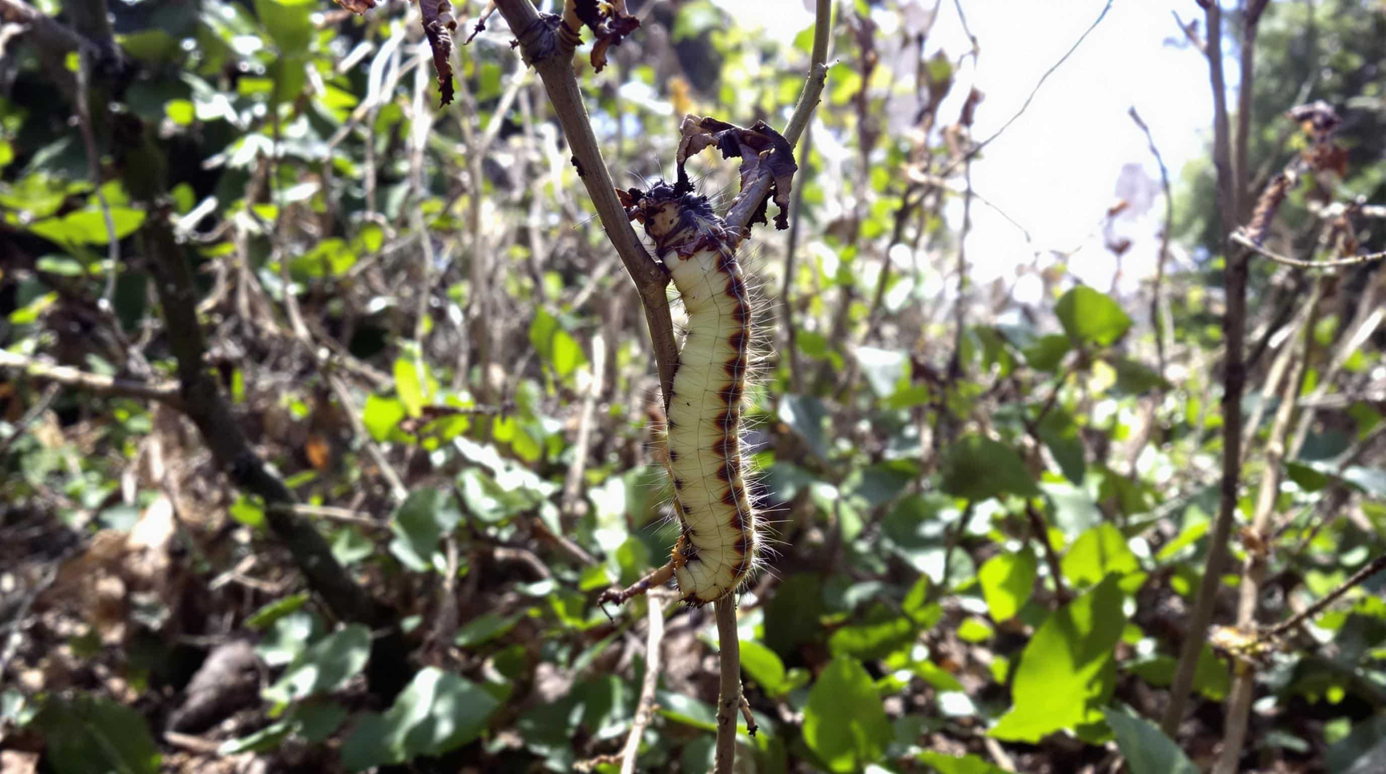 d&eacute;couvrez comment prot&eacute;ger vos massifs de buis menac&eacute;s par la pyrale du buis. explorez nos conseils et solutions efficaces pour lutter contre cette chenille destructrice et pr&eacute;server la sant&eacute; de vos plantes.