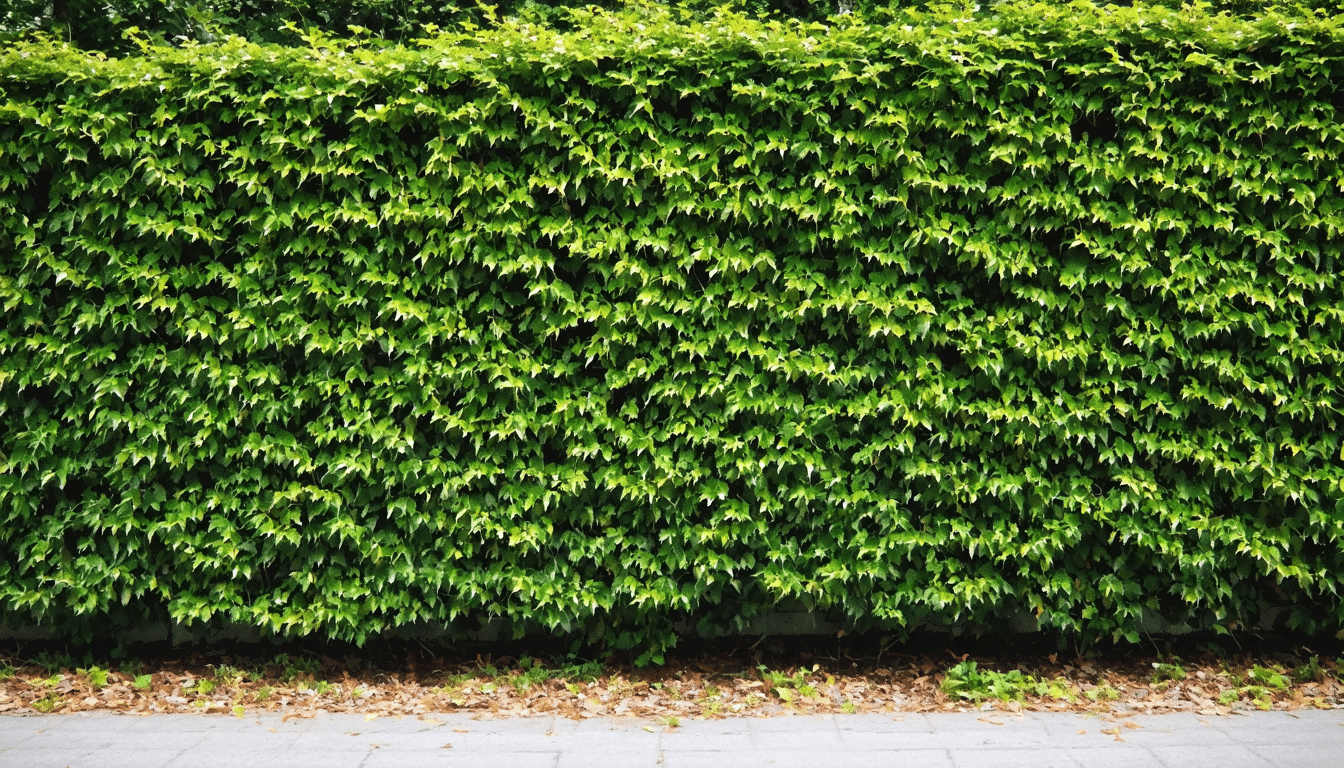 d&eacute;couvrez tout ce qu'il faut savoir sur la plantation et l'entretien des haies de lauriers pour cr&eacute;er une cl&ocirc;ture naturelle &eacute;l&eacute;gante et efficace. apprenez &agrave; choisir les meilleures vari&eacute;t&eacute;s, &agrave; les planter correctement et &agrave; les entretenir pour un jardin verdoyant et intime.