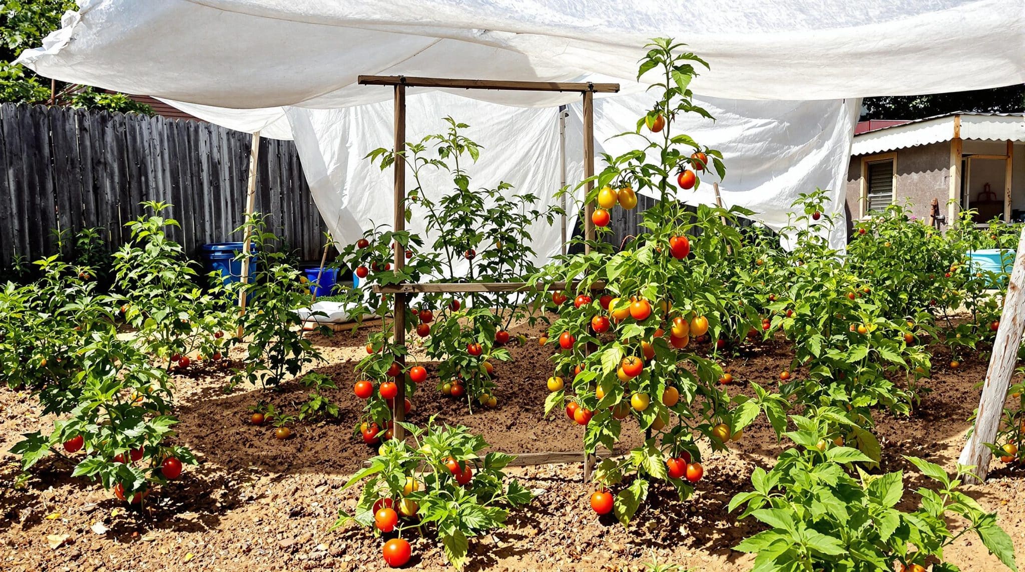 d&eacute;couvrez une m&eacute;thode astucieuse pour prot&eacute;ger vos tomates et l&eacute;gumes des coup de chaleur estivaux. apprenez des astuces simples et efficaces pour pr&eacute;server vos r&eacute;coltes durant les canicules, tout en maintenant leur qualit&eacute; et saveur.