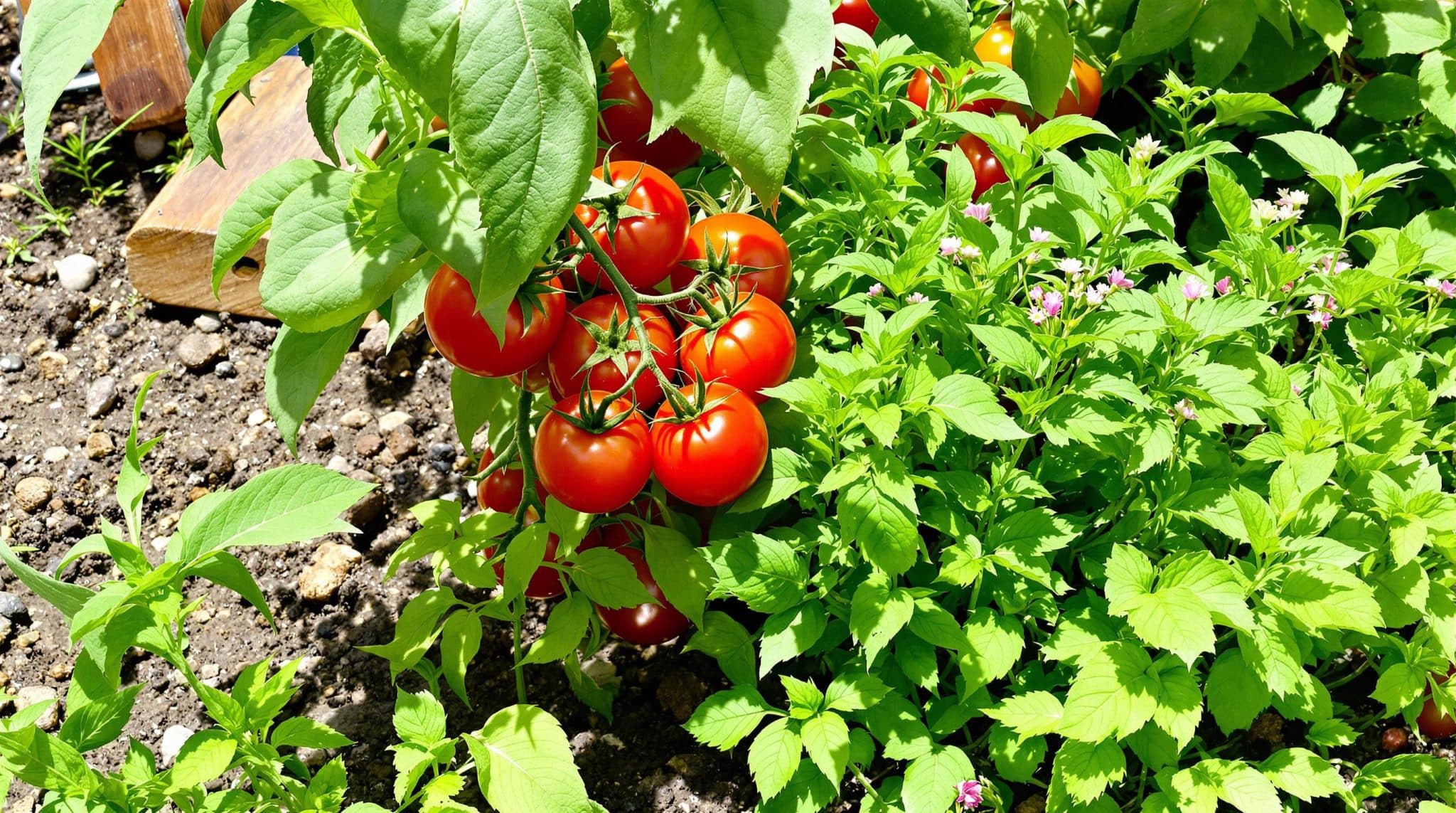 apprenez &agrave; associer tomates et herbes aromatiques dans votre potager cet &eacute;t&eacute;. d&eacute;couvrez des techniques efficaces pour optimiser vos r&eacute;coltes tout en r&eacute;duisant le risque de maladies, et profitez d'un jardin florissant et sain.