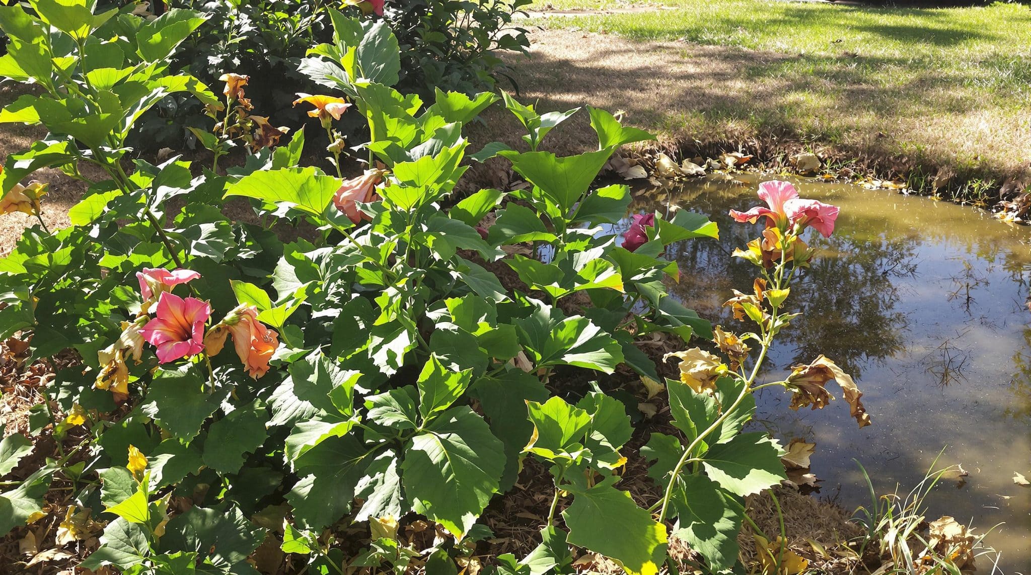 d&eacute;couvrez nos conseils pratiques pour prot&eacute;ger votre jardin durant la canicule en france. apprenez les 4 actions urgentes &agrave; mettre en place pour pr&eacute;server vos plantes et garantir leur sant&eacute; face &agrave; la chaleur intense.