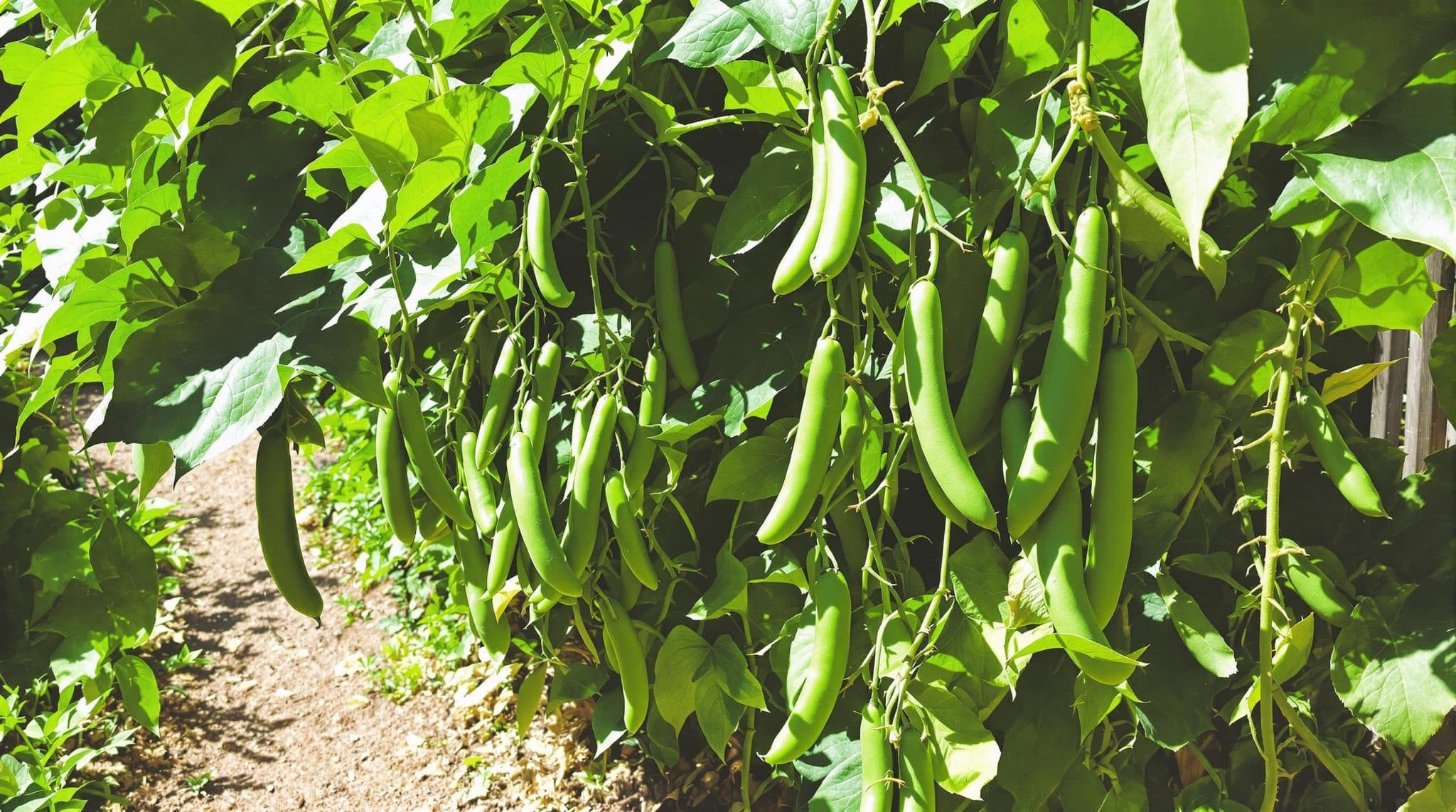 d&eacute;couvrez le geste essentiel &agrave; adopter en ao&ucirc;t pour optimiser votre r&eacute;colte de haricots verts cet &eacute;t&eacute;. suivez nos conseils pratiques pour garantir des l&eacute;gumes succulents et g&eacute;n&eacute;reux dans votre jardin. ne laissez pas passer l'occasion de profiter d'une r&eacute;colte abondante !