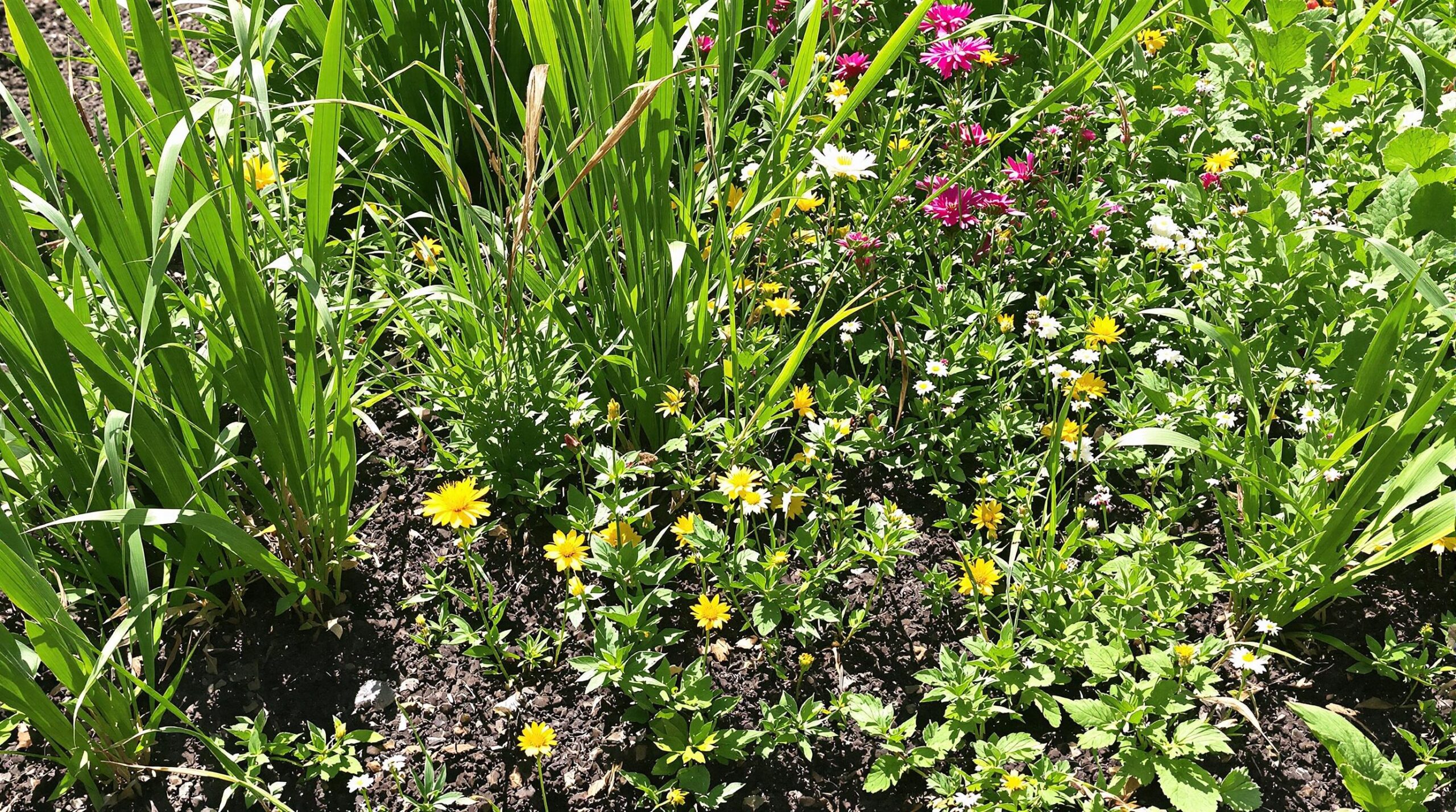 découvrez des plantes résistantes et auto-semantes qui assurent des récoltes généreuses sans nécessiter d'arrosage, même durant les périodes de chaleur intense. idéales pour les jardiniers soucieux de l'eau et de la durabilité.