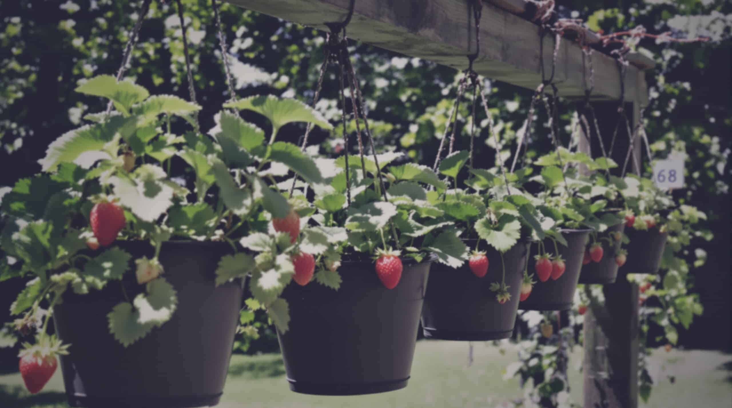 apprenez &agrave; cultiver des fraises en suspension facilement et &agrave; petit prix tout l'&eacute;t&eacute; gr&acirc;ce &agrave; une m&eacute;thode diy &eacute;cologique, id&eacute;ale pour les jardiniers soucieux de l&rsquo;environnement.