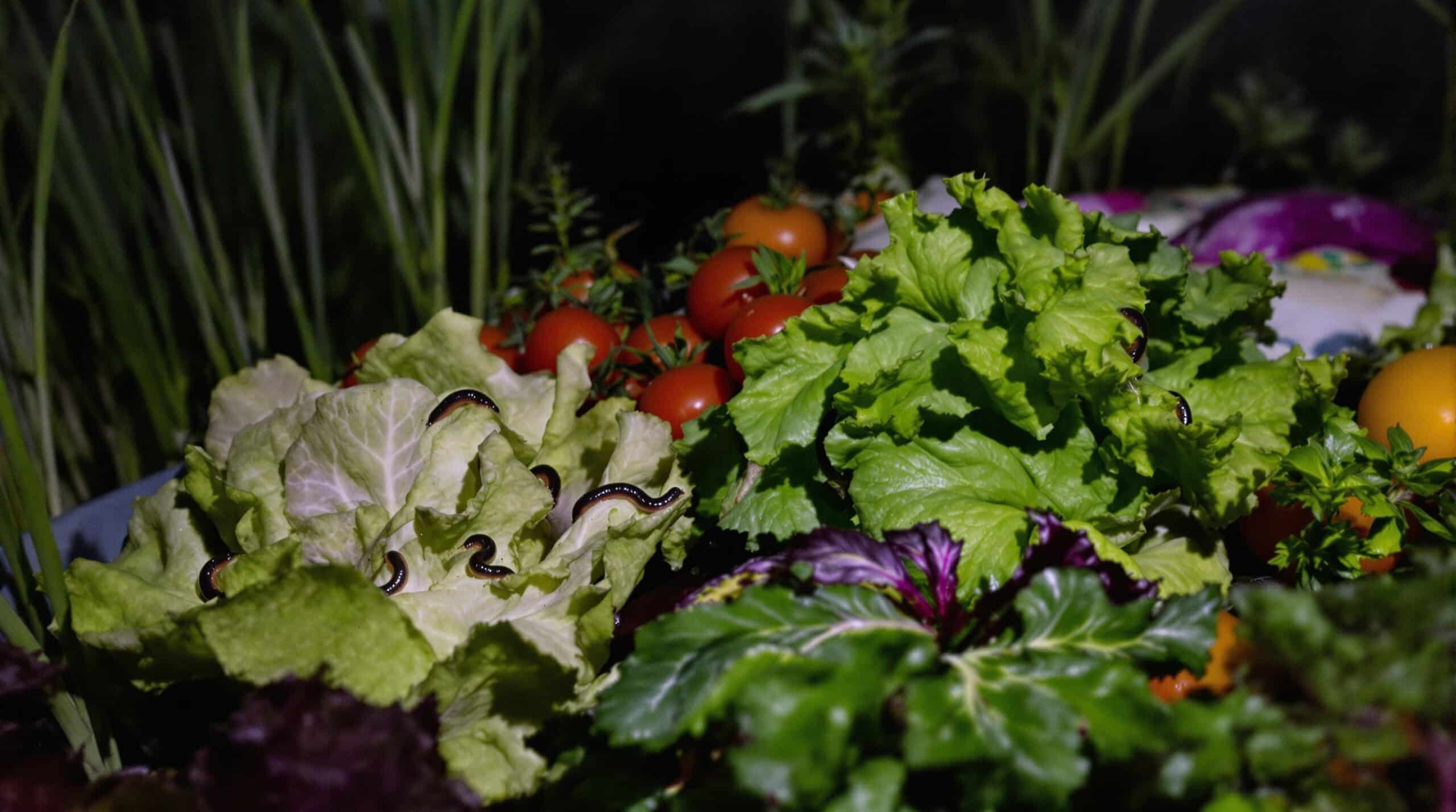 apprenez à recycler les restes de melon pour protéger naturellement votre potager des limaces cet été. astuce écologique, efficace et simple, adoptée par les jardiniers soucieux de l’environnement !