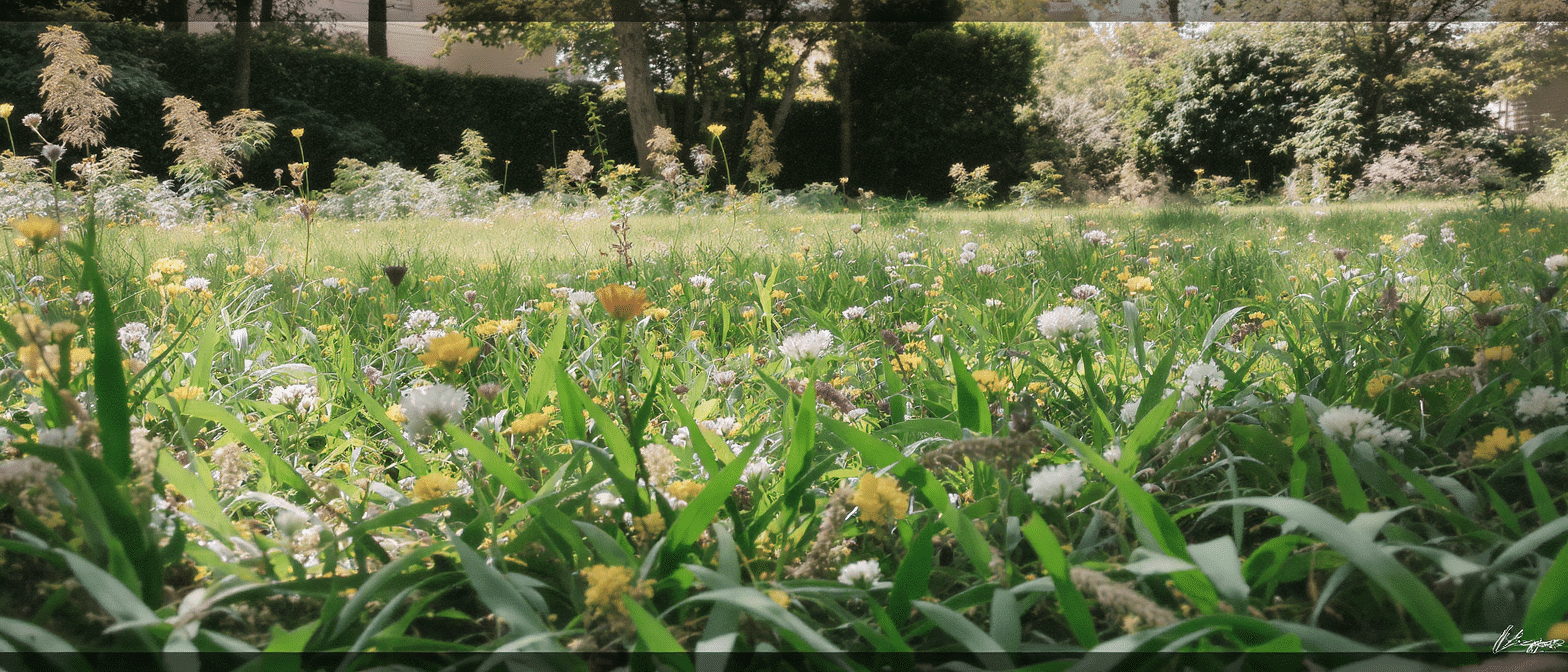 d&eacute;couvrez une pelouse naturelle innovante qui se r&eacute;g&eacute;n&egrave;re d&rsquo;elle-m&ecirc;me : plus besoin de tondeuse ni d&rsquo;entretien fastidieux. offrez-vous un jardin toujours vert et impeccable sans effort !