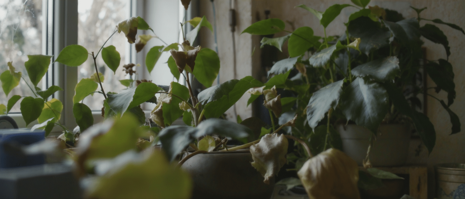 d&eacute;couvrez comment reconna&icirc;tre les signaux subtils que vos plantes peuvent &eacute;mettre lorsqu'elles ont besoin d'aide, et apprenez &agrave; r&eacute;pondre &agrave; leur sos silencieux pour les maintenir en bonne sant&eacute;.