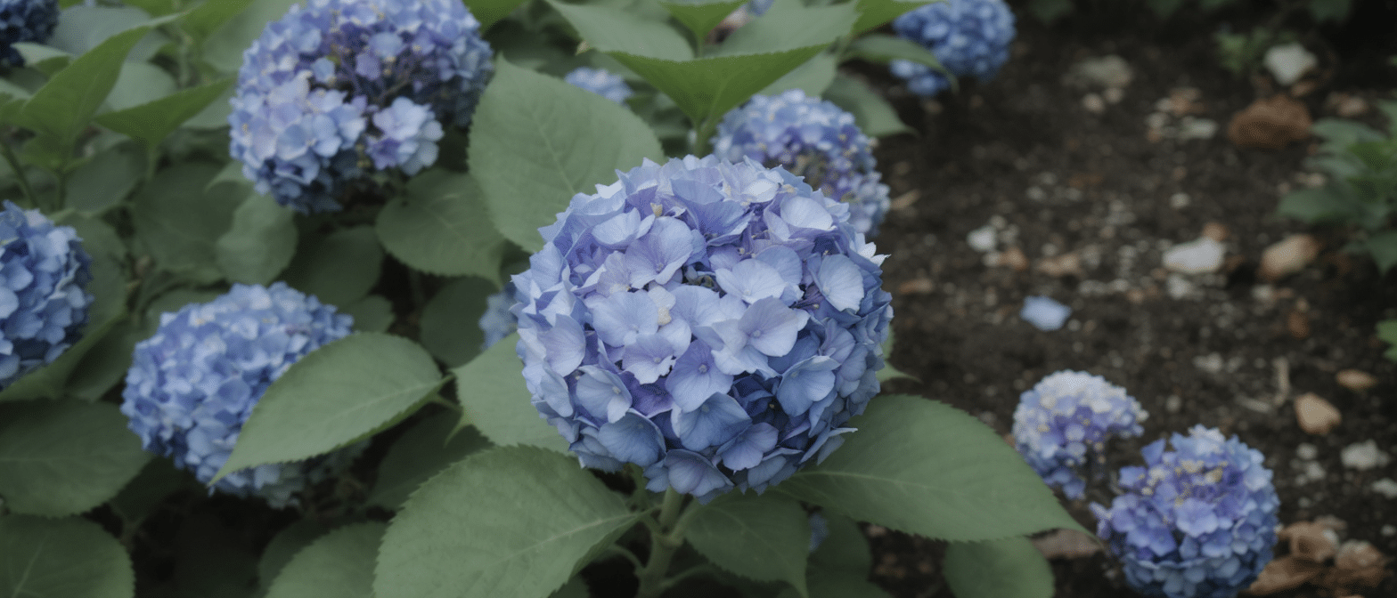 d&eacute;couvrez comment obtenir des hortensias bleu &eacute;clatant naturellement gr&acirc;ce &agrave; une m&eacute;thode simple et efficace. apprenez les secrets pour sublimer vos fleurs sans produits chimiques.