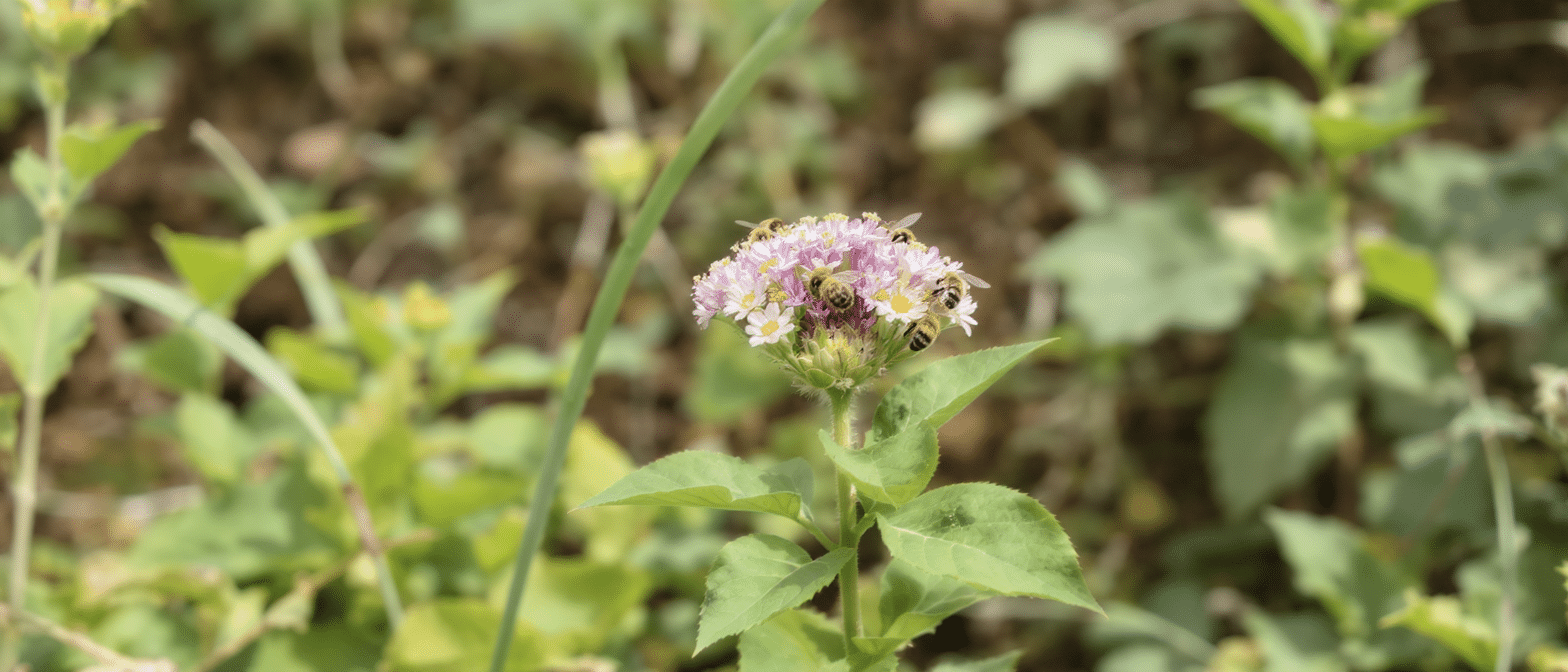 d&eacute;couvrez la plante essentielle &agrave; adopter d&rsquo;urgence dans votre jardin pour sauver les abeilles et pr&eacute;server la biodiversit&eacute; locale.
