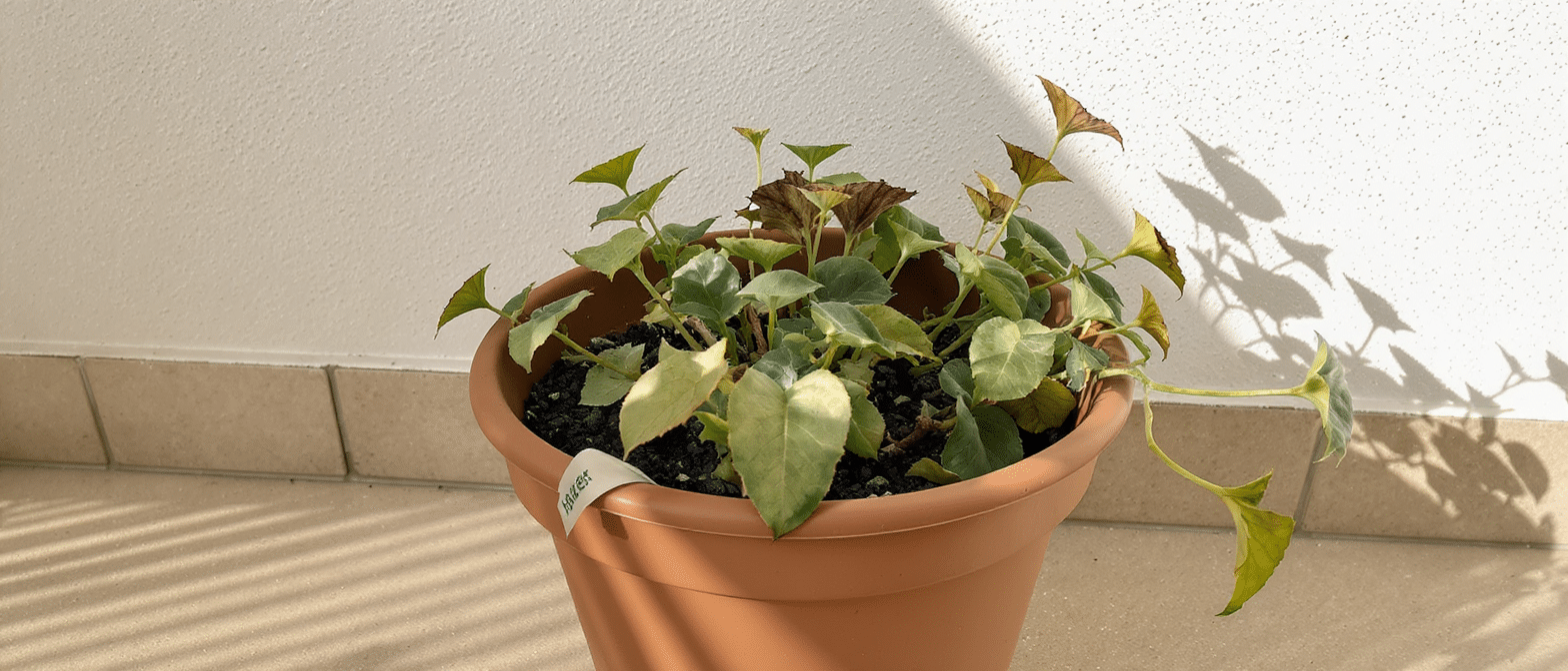 d&eacute;couvrez pourquoi cette plante, souvent expos&eacute;e au soleil par erreur, redoute en r&eacute;alit&eacute; la chaleur malgr&eacute; ce que sugg&egrave;re son &eacute;tiquette.