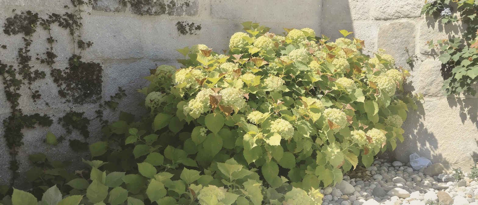 d&eacute;couvrez l'erreur d'emplacement fr&eacute;quente lors de la plantation des hortensias et apprenez &agrave; les positionner correctement pour un jardin florissant.