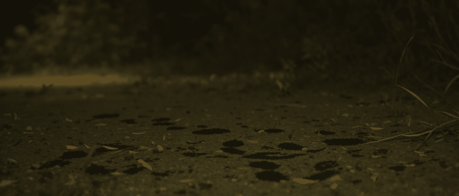Mystère nocturne dans mon jardin : pourquoi des animaux disparaissent chaque nuit enfin élucidé grâce à un simple regard au sol