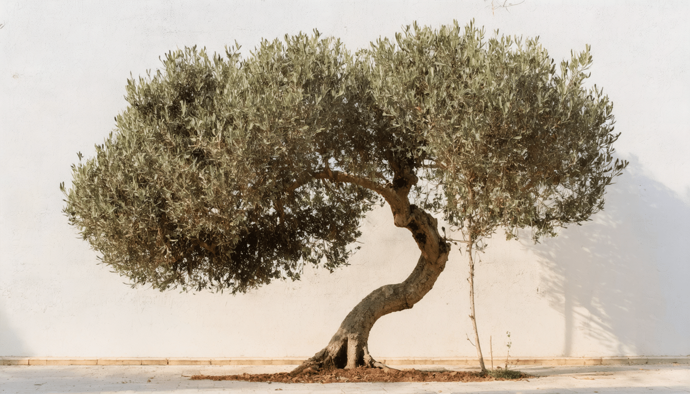 d&eacute;couvrez quand et comment tailler votre olivier pour stimuler sa croissance et optimiser sa production d&rsquo;olives. conseils pratiques pour entretenir cet arbre m&eacute;diterran&eacute;en.