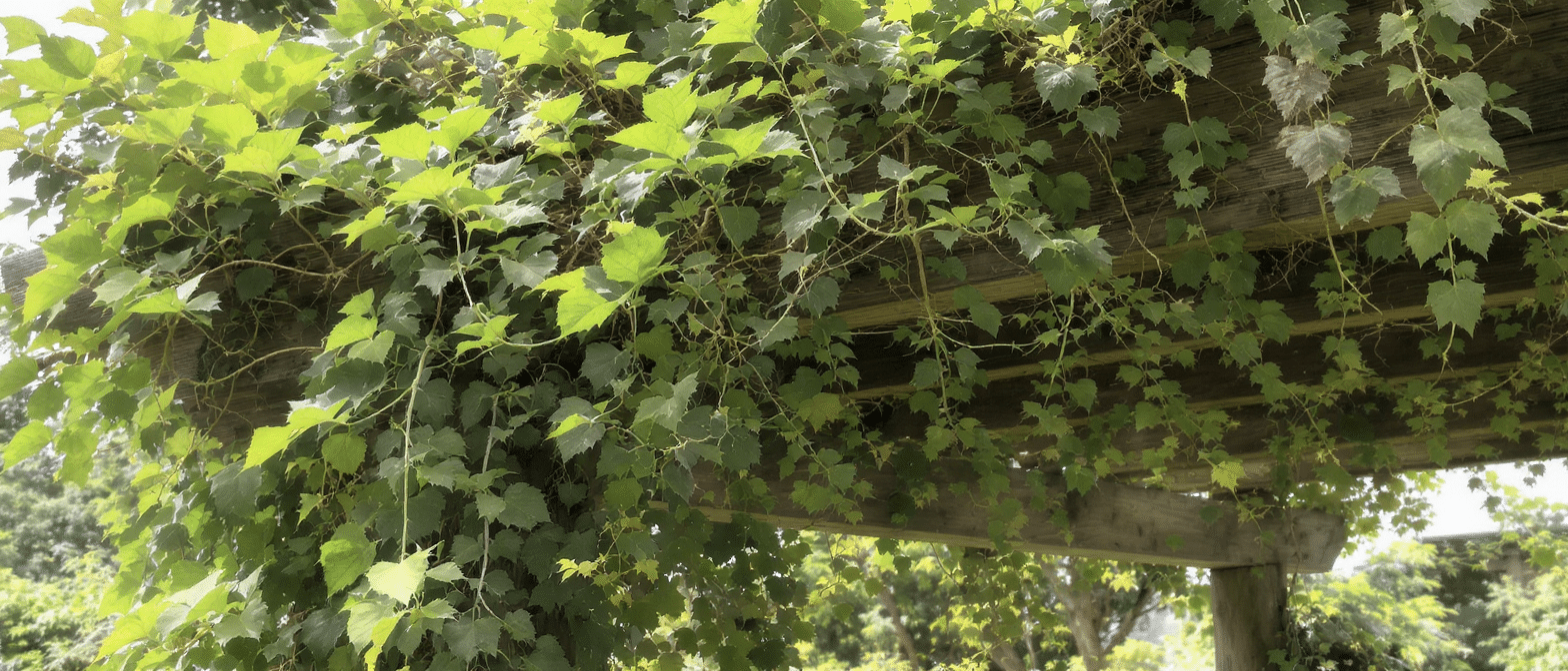 d&eacute;couvrez comment une plante grimpante m&eacute;connue a transform&eacute; ma pergola en un temps record depuis fin avril, avec une croissance spectaculaire et rapide.