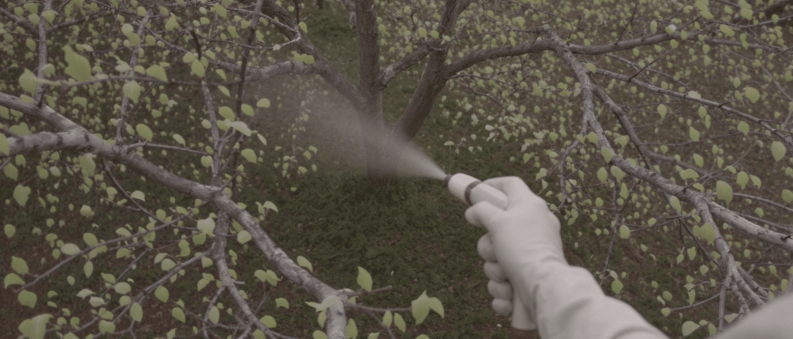 d&eacute;couvrez pourquoi pulv&eacute;riser vos poiriers par le dessus en avril peut aggraver les probl&egrave;mes au lieu de les r&eacute;soudre, et apprenez les bonnes pratiques pour prot&eacute;ger vos arbres efficacement.