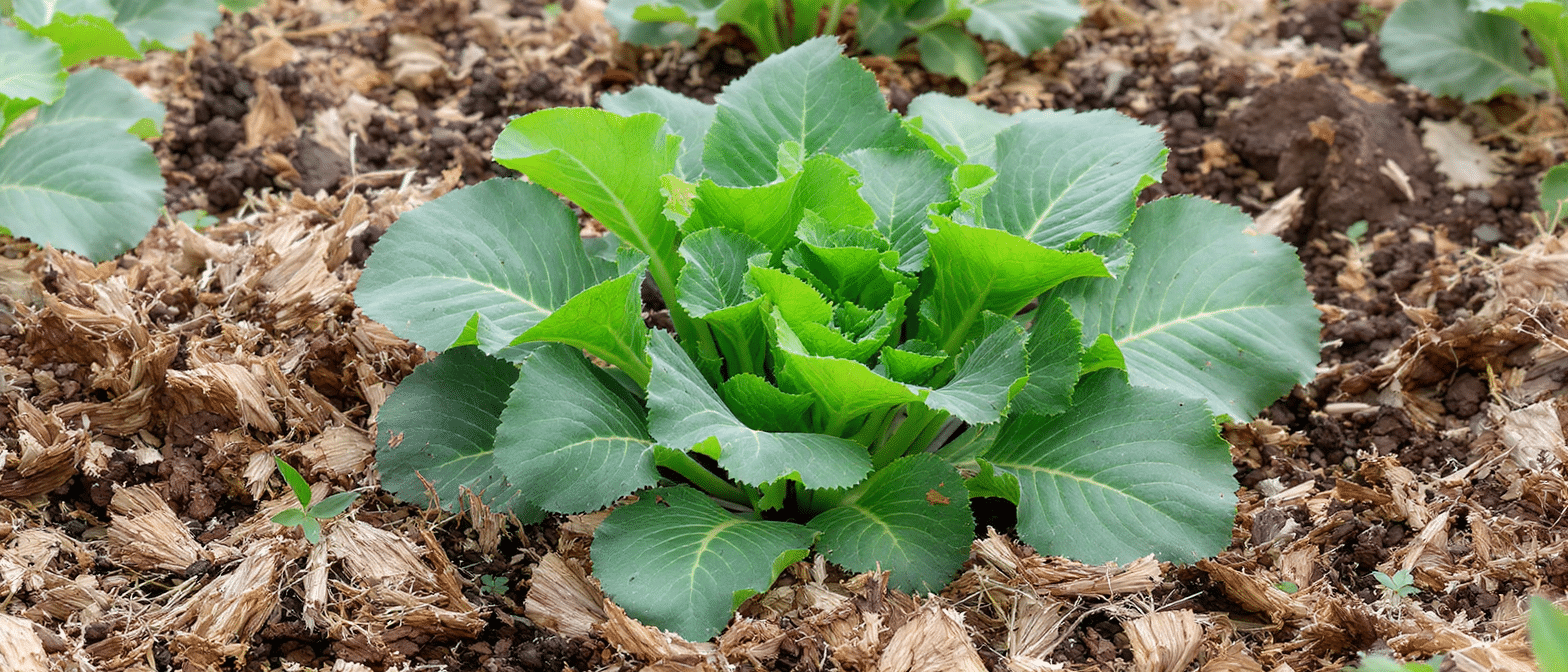 d&eacute;couvrez ce l&eacute;gume robuste qui pousse du printemps &agrave; l'automne sans effort gr&acirc;ce au paillage. id&eacute;al pour un jardinage facile et durable.