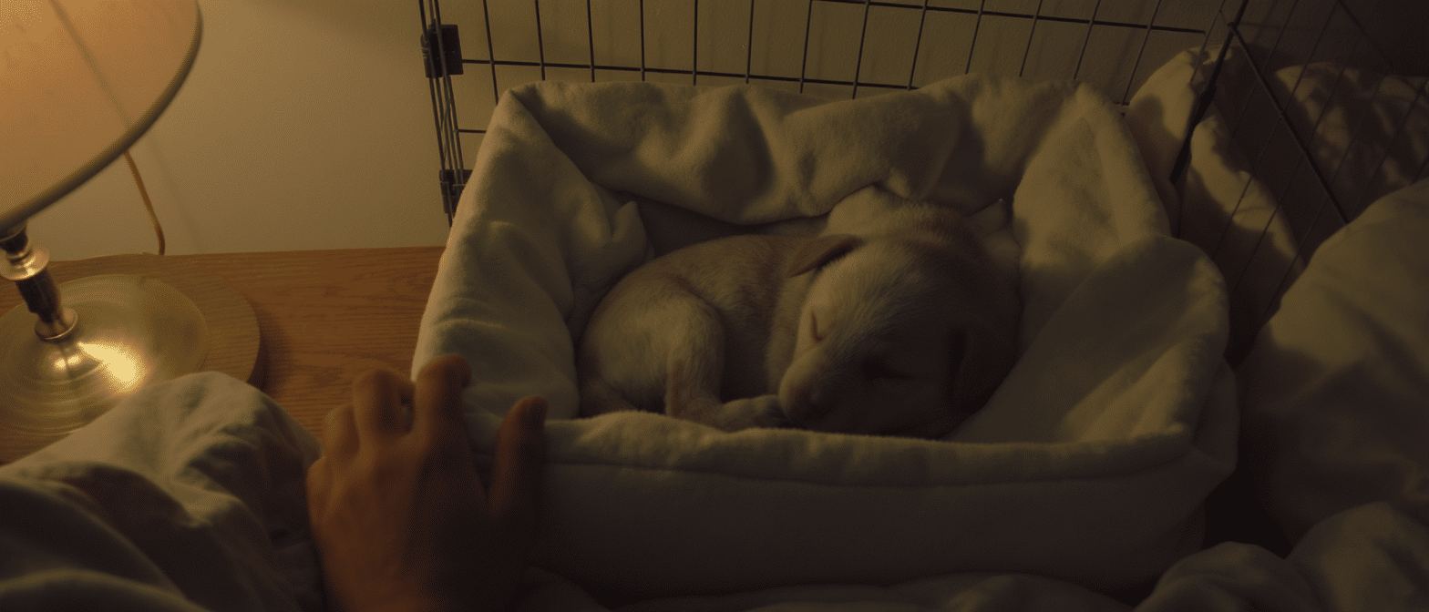 d&eacute;couvrez l'histoire touchante d'un chiot qui, apr&egrave;s trois semaines &agrave; &ecirc;tre veill&eacute; chaque nuit, ne peut toujours pas s'endormir sans la pr&eacute;sence rassurante de son ma&icirc;tre. une relation pleine d'amour et de patience.