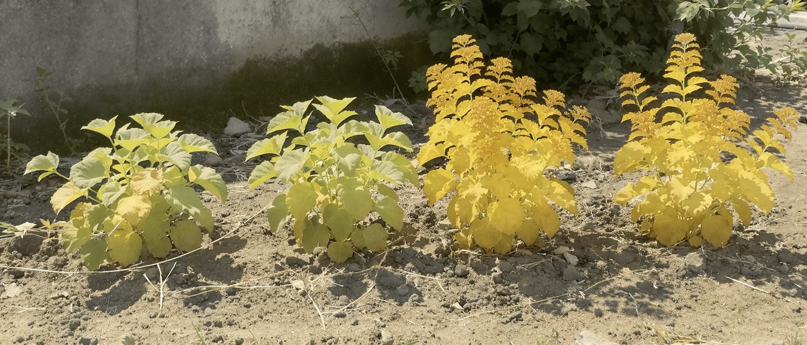 Été caniculaire à 40°C : découvrez 4 vivaces intemporelles plantées en juin que les anciens laissaient pousser sans arrosage