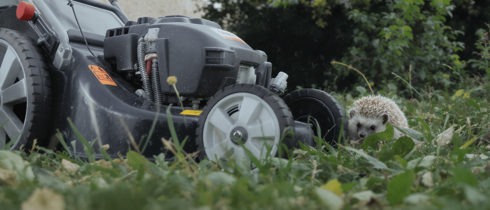 d&eacute;couvrez comment un appareil de jardin apparemment inoffensif met en danger des milliers de h&eacute;rissons chaque &eacute;t&eacute;, et ce que vous pouvez faire pour les prot&eacute;ger.